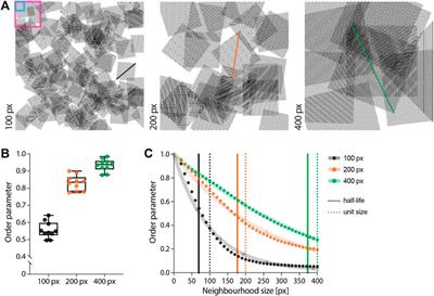 A Workflow for Rapid Unbiased Quantification of Fibrillar Feature Alignment in Biological Images